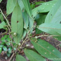 Hydnocarpus venenatus Gaertn.